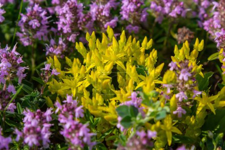 Sedum acre, Sedum album is the perennial herbaceous succulent plant with numerous rising stems covered with small thick leaves.