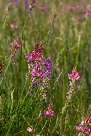 Onobrychis viciifolia inflorescence, common sainfoin with pink flowers, mediterranean nature, Eurasian perennial herbs.
