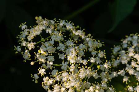 Schwarze Sambucus weiße Blüten blühen. Makro aus zarten Blüten gruppieren sich auf dunkelgrünem Hintergrund im Frühlingsgarten. Selektiver Fokus. Naturkonzept für Gestaltung.