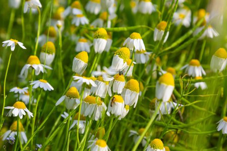 Medicinal chamomile Matricaria recutita blooms in the meadow among the of wild grasses.