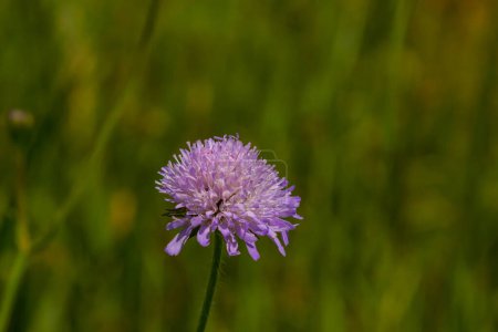 Close-up of a pink colored field scabious Knautia arvensis blooming on a green meadow.