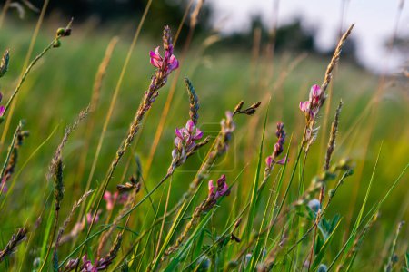 Sainfoin Onobrychis viciifolia growing in the chalk grassland on Salisbury Plain military training area.