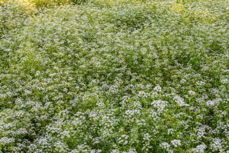 Le Conium maculatum, communément appelé pruche, pruche empoisonnée ou pruche sauvage, est une plante herbacée herbacée bisannuelle hautement toxique de la famille des Apiaceae..