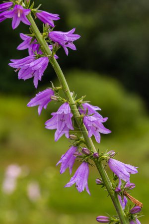 Clustered bell flower Campanula glomerata blooming in the wild.