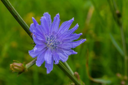 zarte blaue Blüten von Chicorée, Pflanzen mit dem lateinischen Namen Cichorium intybus auf verschwommenem natürlichem Hintergrund, schmaler Fokusbereich.