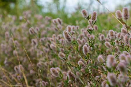 Trifolium arvense gros plan. Trèfle moelleux dans une prairie. Flore estivale poussant dans les champs. Plantes brillantes colorées. Focus sélectif sur les détails, fond flou.