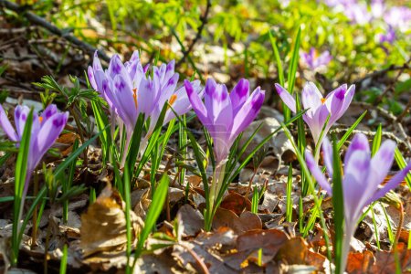 Close up detail with a Crocus heuffelianus or Crocus vernus spring giant crocus. purple flower blooming in the forest.