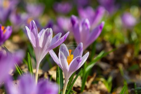 Nahaufnahme mit einem Crocus heuffelianus oder Crocus vernus Spring Riesenkrokus. lila Blume blüht im Wald.