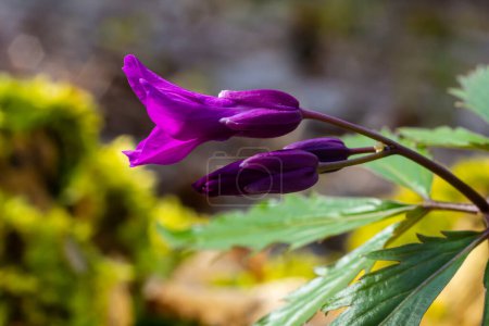 Dentaria glandulosa. Flores púrpuras en el bosque de primavera.