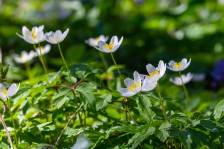 Las muchas flores silvestres blancas en el bosque de primavera. Belleza de flor, naturaleza, natural. Día de verano soleado, hierba verde en el parque. Anemonoides nemorosa.