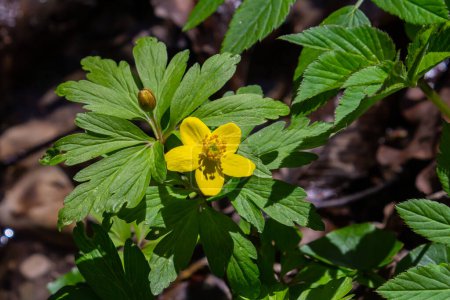 yellow anemone, yellow wood anemone, or buttercup anemone, in latin Anemonoides ranunculoides or Anemone ranunculoides.