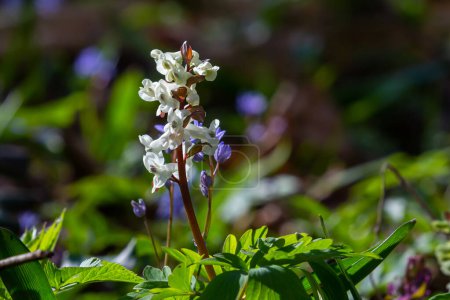 Corydalis blooms in spring in the wild in the forest.
