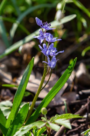 Scilla bifolia, the alpine squill or two-leaf squill, is a herbaceous perennial plant of the family Asparagaceae. Art photo of the early flowering plant Scilla bifolia, the alpine squill.