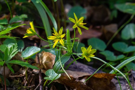 Frühlingspflanze Gagea lutea blüht in freier Wildbahn im Wald.