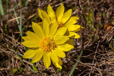 Fasanenauge oder Gelber Fasanenauge Adonis vernalis blüht in der Frühlingssteppe.