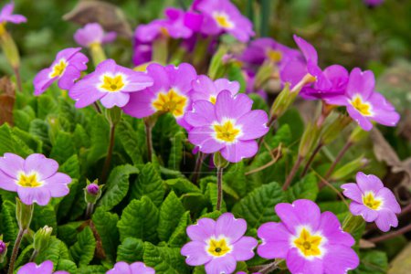Spring flowers. Blooming primrose or primula flowers in a garden.
