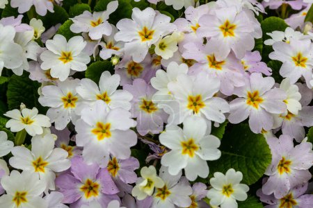Primrose, primula vulgaris flowers in spring garden.