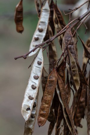 Gros plan d'une gousse de graines 'Robinia pseudoacacia' de couleur brune sur fond de nature éclatante.