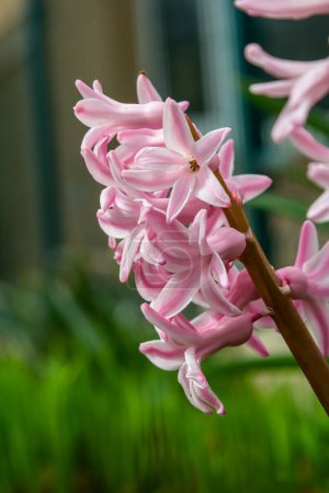 Pink Hyacinthus in a garden. Traditional spring flower.