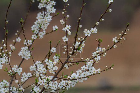 White plum blossom, beautiful white flowers of prunus tree in city garden, detailed macro close up plum branch. White plum flowers in bloom on branch, sweet smell with honey hints.