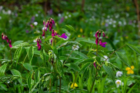 Fleurs de printemps vesce Lathyrus vernus plante dans la nature sauvage. Mai.