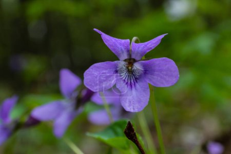 Téléchargez les photos : Viola odorata. Parfumé. La forêt de fleurs violettes fleurit au printemps. La première fleur printanière, violette. Violettes sauvages dans la nature
. - en image libre de droit