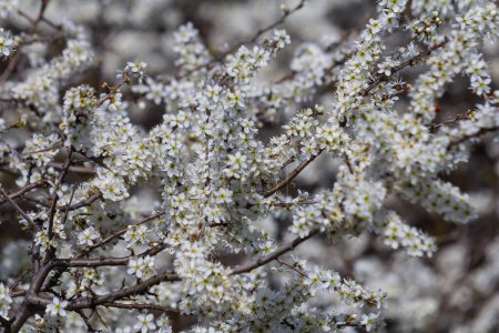 Prunus spinosa, called blackthorn or sloe, is a species of flowering plant in the rose family Rosaceae. Prunus spinosa, called blackthorn or sloe tree blooming in the springtime.