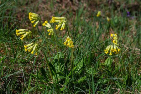 Yellow Primula veris cowslip, common cowslip, cowslip primrose on soft green background.Selective focus.