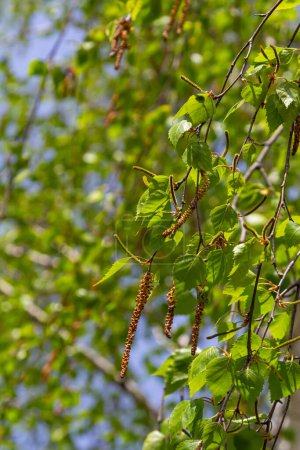 Una rama de abedul con hojas verdes y pendientes. Alergias debidas a floraciones primaverales y polen.