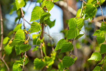 Ein Birkenzweig mit grünen Blättern und Ohrringen. Allergien durch Frühjahrsblüher und Pollen.