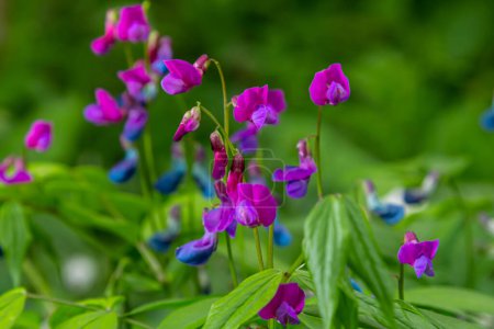 Lathyrus vernus in voller Blüte, Vechling-Blume mit Blüte und grünen Blättern, die im Wald wächst, Makro.