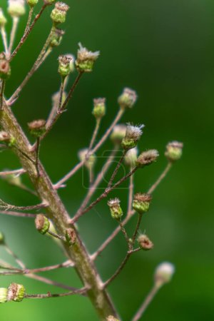 Inflorescencias de butterbur, hierba de la pestilencia, Petasites hybridus.Blossom, Common butterbur. Una flor de mariposa Petasites hybridus flor en el prado.