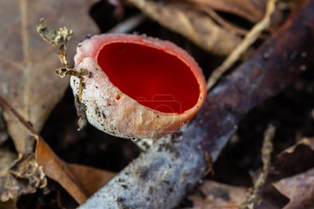 Essbare rote Pilze des Frühlings Sarcoscypha wachsen im Wald. Nahaufnahme. Sarcoscypha austriaca oder Sarcoscypha coccinea - Pilze der Frühjahrssaison, bekannt als Scharlachroter Elfenbecher. frisches Pilzpflücken.
