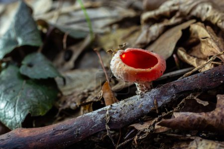 Essbare rote Pilze des Frühlings Sarcoscypha wachsen im Wald. Nahaufnahme. Sarcoscypha austriaca oder Sarcoscypha coccinea - Pilze der Frühjahrssaison, bekannt als Scharlachroter Elfenbecher. frisches Pilzpflücken.