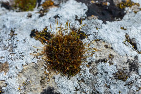 Preciosas gotas de agua del rocío matutino que cubren una planta aislada de Ceratodon purpureus que está creciendo en la roca, musgo púrpura, musgo quemado en la piedra, colores cálidos.