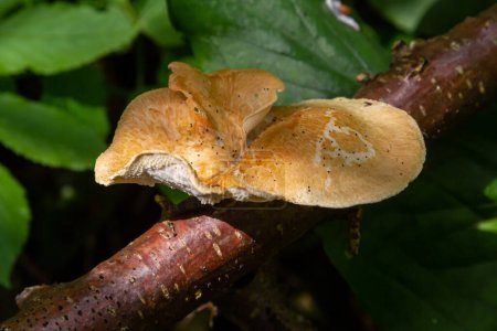 close up view of Turkey tail mushroom among the Polyporus alveolaris mushrooms found in the Bogor botanical gardens.