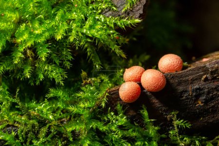 Orange red slime mold mushroom Lycogala epidendrum in the autumn forest.