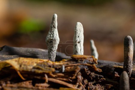 Xylaria hypoxylon is a species of fungus in the family Xylariaceae known by a variety of common names such as the candlestick fungus, the candlesnuff fungus, carbon antlers or the stag's horn fungus.
