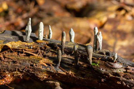 Téléchargez les photos : Xylaria hypoxylon est une espèce de champignon de la famille des Xylariaceae connue sous divers noms communs tels que le champignon du chandelier, le champignon du chandelier, les bois de carbone ou le champignon de la corne du cerf.. - en image libre de droit