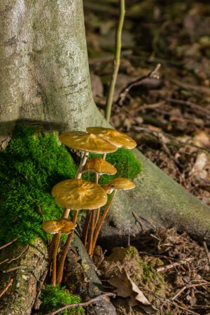 Edible mushroom Hymenopellis radicata or Xerula radicata on a mountain meadow. Known as deep root mushroom or rooting shank. Wild mushroom growing in the grass.
