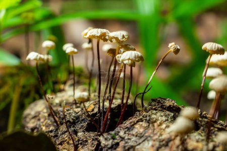 Marasmius rotula, appelé le champignon des pinwheel, le marasmius des pinwheel, la petite roue, le parachute à collier, ou le champignon des poils de cheval.