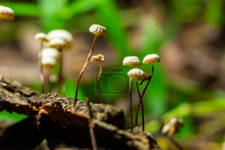 Marasmius rotula, called the pinwheel mushroom, the pinwheel marasmius, the little wheel, the collared parachute, or the horse hair fungus.