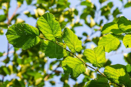 Frisch grüne Haselnussblätter schließen sich im Frühling am Ast des Baumes mit durchscheinenden Strukturen vor verschwommenem Hintergrund an. Natürlicher Hintergrund.