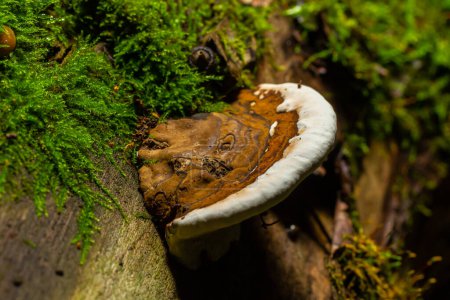 brown bear bread mushroom with white borders and green moss in the forest - Ganoderma applanatum.