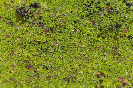 Lemna minor, the common duckweed or lesser duckweed.