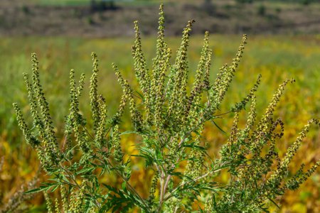 Ambrosia trifida, the giant ragweed, is a species of flowering plant in the family Asteraceae.