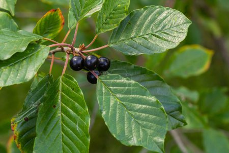 Feuilles et fruits de l'arbuste médicinal Frangula alnus, Rhamnus frangula avec des baies noires et rouges toxiques gros plan.