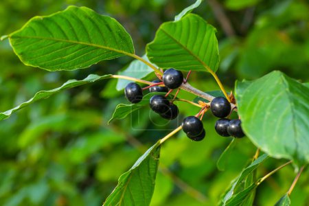 Hojas y frutos del arbusto medicinal Frangula alnus, Rhamnus frangula con bayas venenosas negras y rojas de cerca.