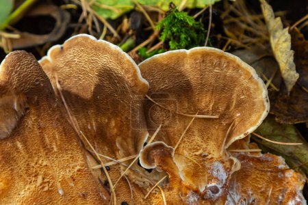 Natürliche Nahaufnahme des Riesenpolypore-Pilzes, Meripilus giganteus im Wald.