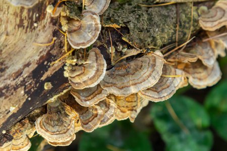 Trametes versicolor, auch als Polyporus versicolor bekannt, ist ein weltweit verbreiteter Polyporpilz und auch ein bekannter traditioneller Heilpilz, der auf Baumstämmen wächst..